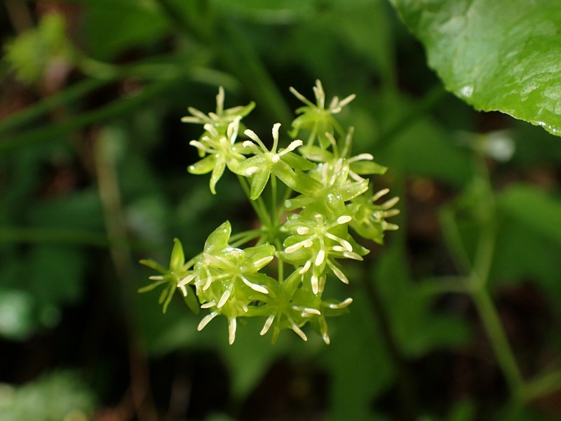 Downy Carrionflower photo 4