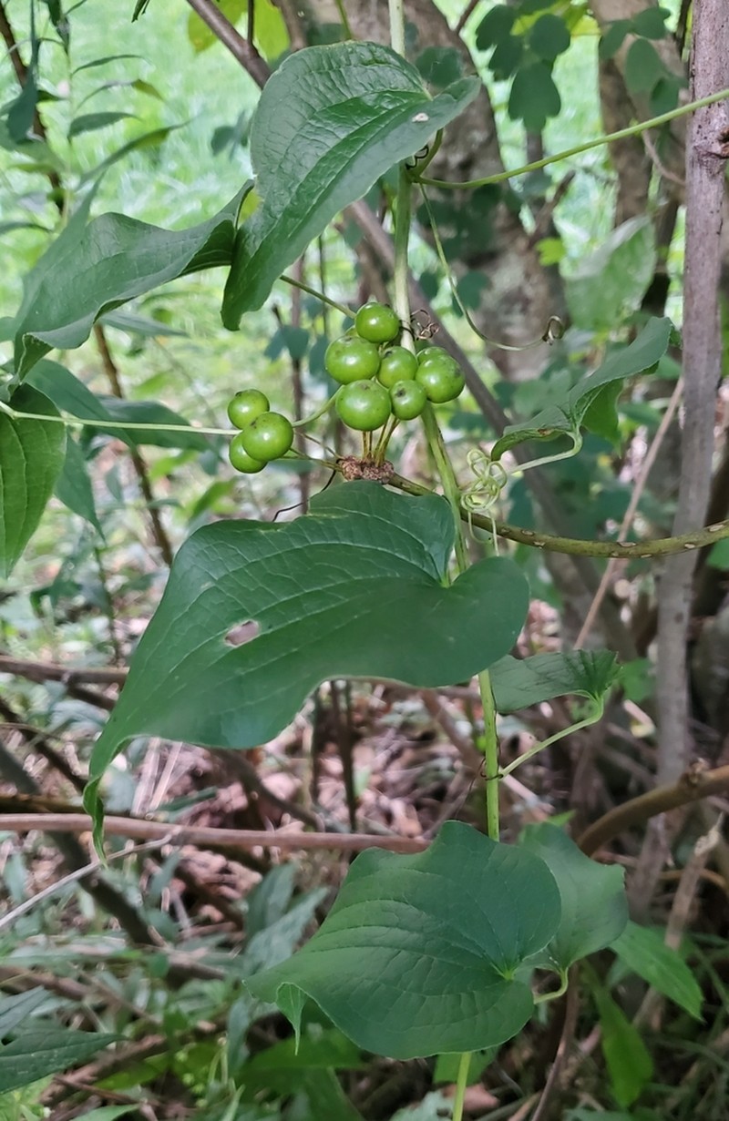 Downy Carrionflower photo 6