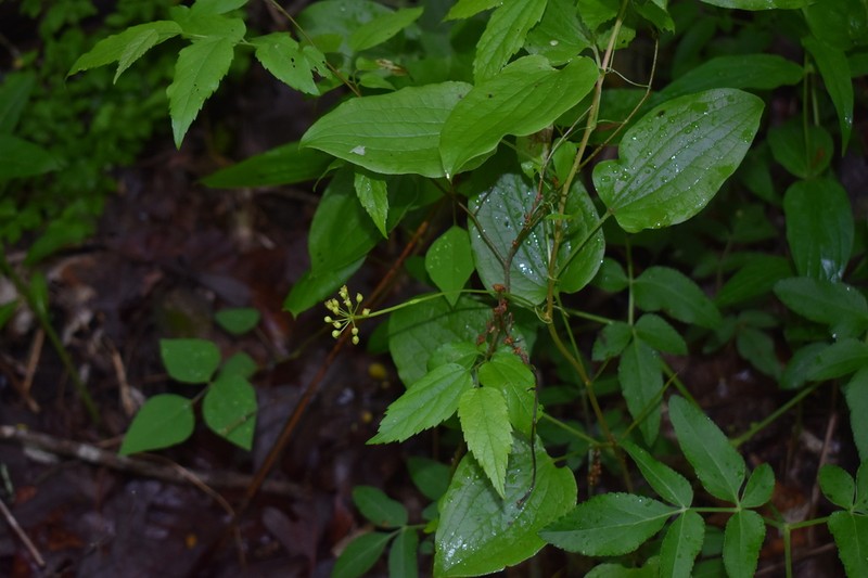 Downy Carrionflower photo 8