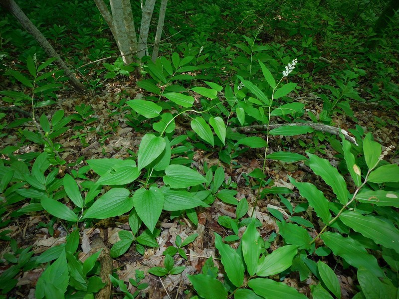 Downy Carrionflower