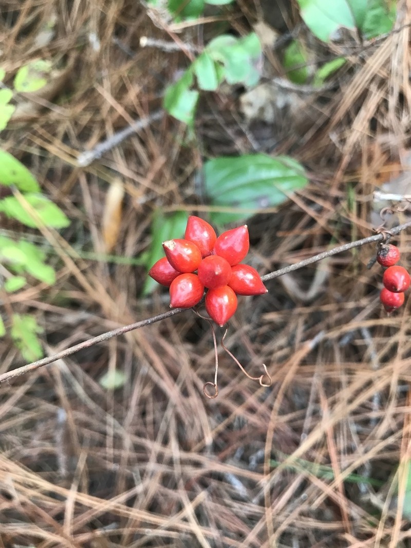 Sarsparilla Vine