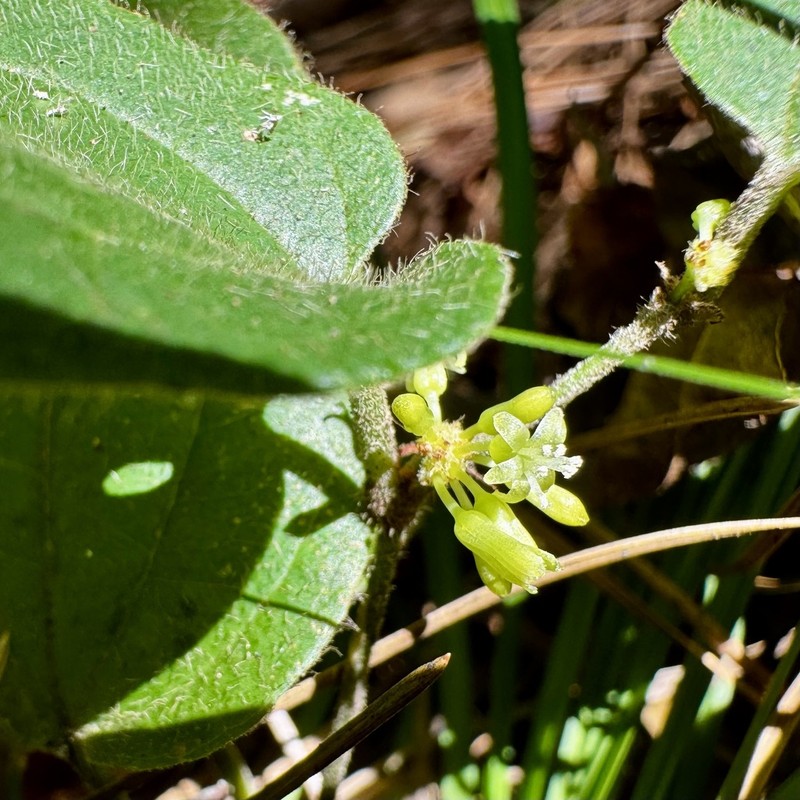 Sarsparilla Vine photo 2