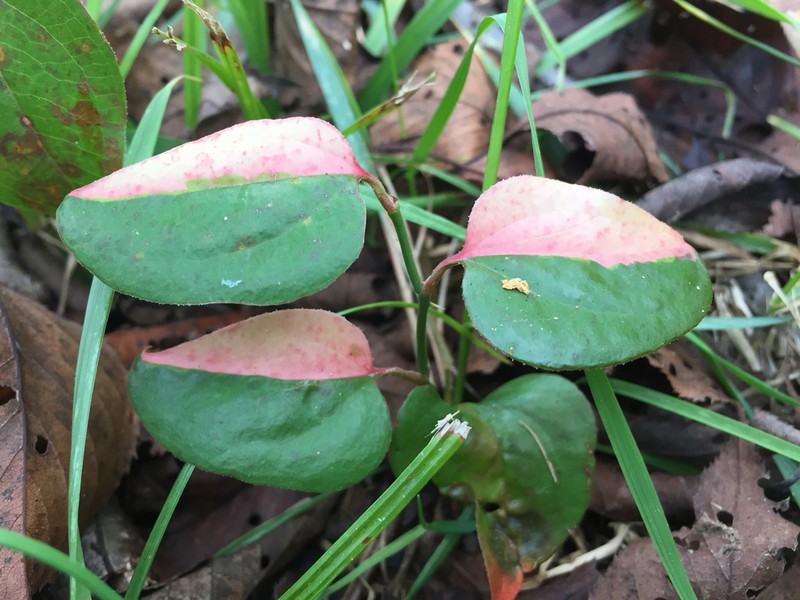 Roundleaf Greenbrier photo 3