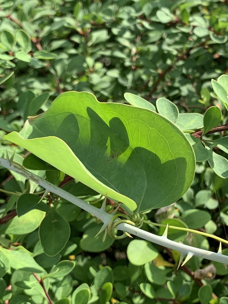 Roundleaf Greenbrier photo 4