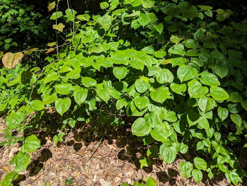 Roundleaf Greenbrier photo 6