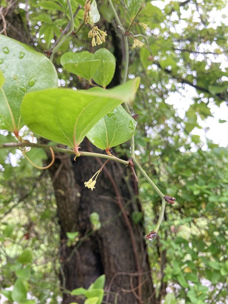 Roundleaf Greenbrier photo 7