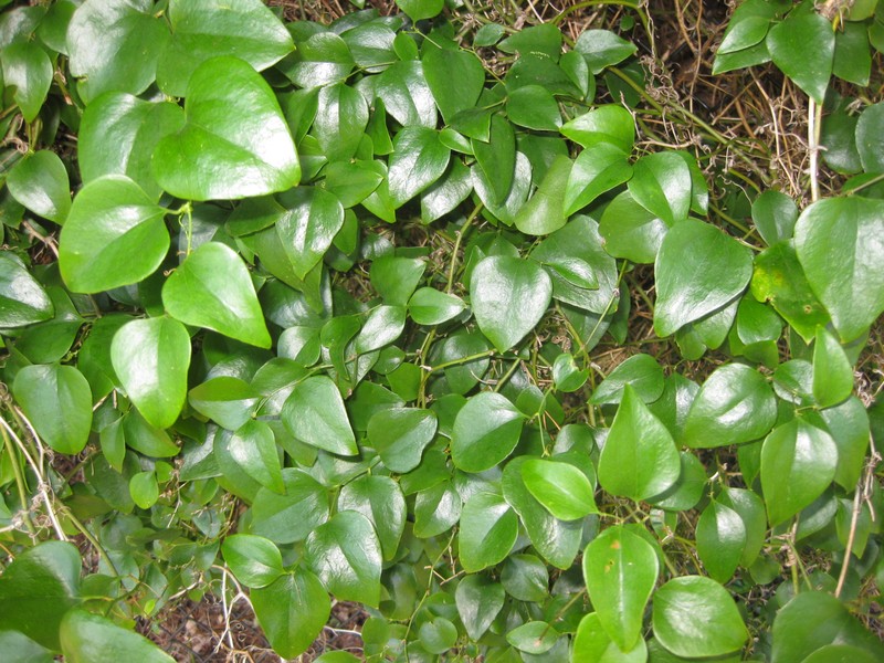 Roundleaf Greenbrier
