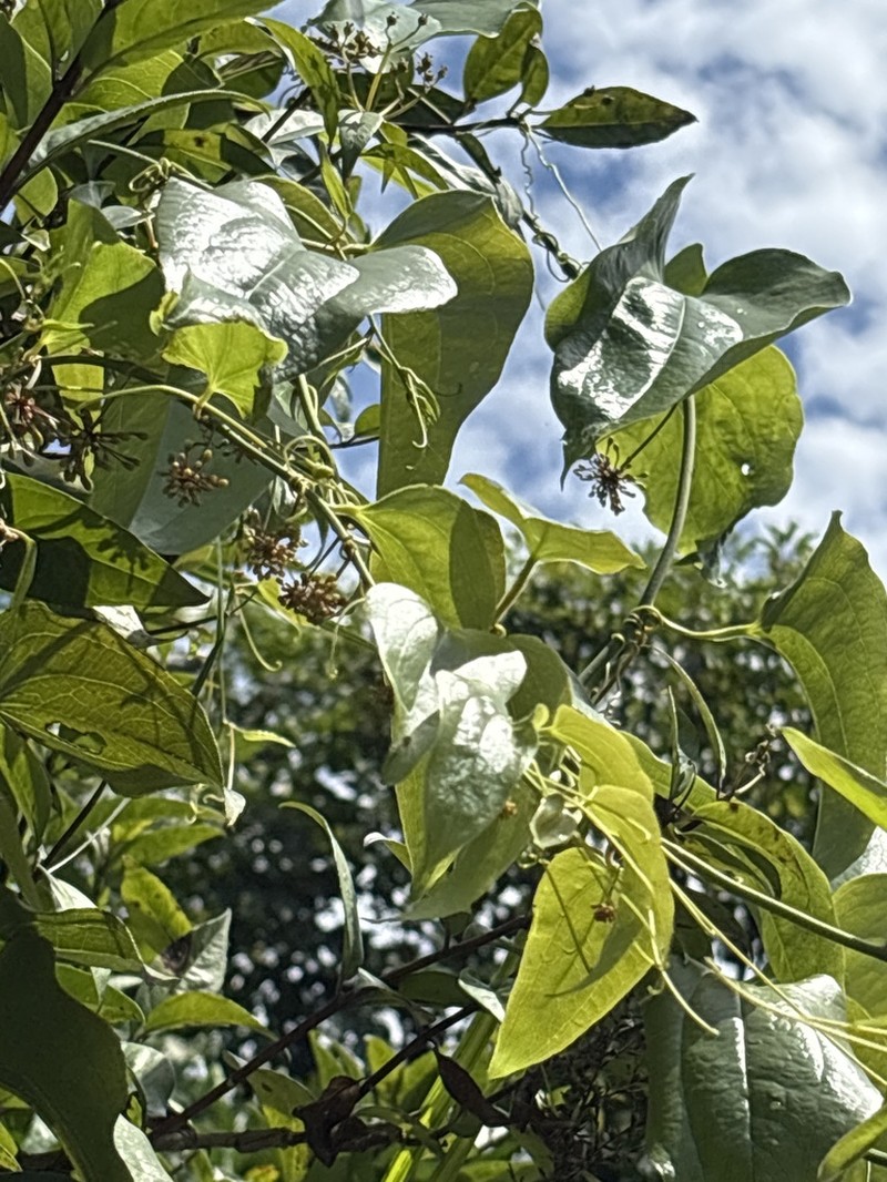 Smilax taipeiensis