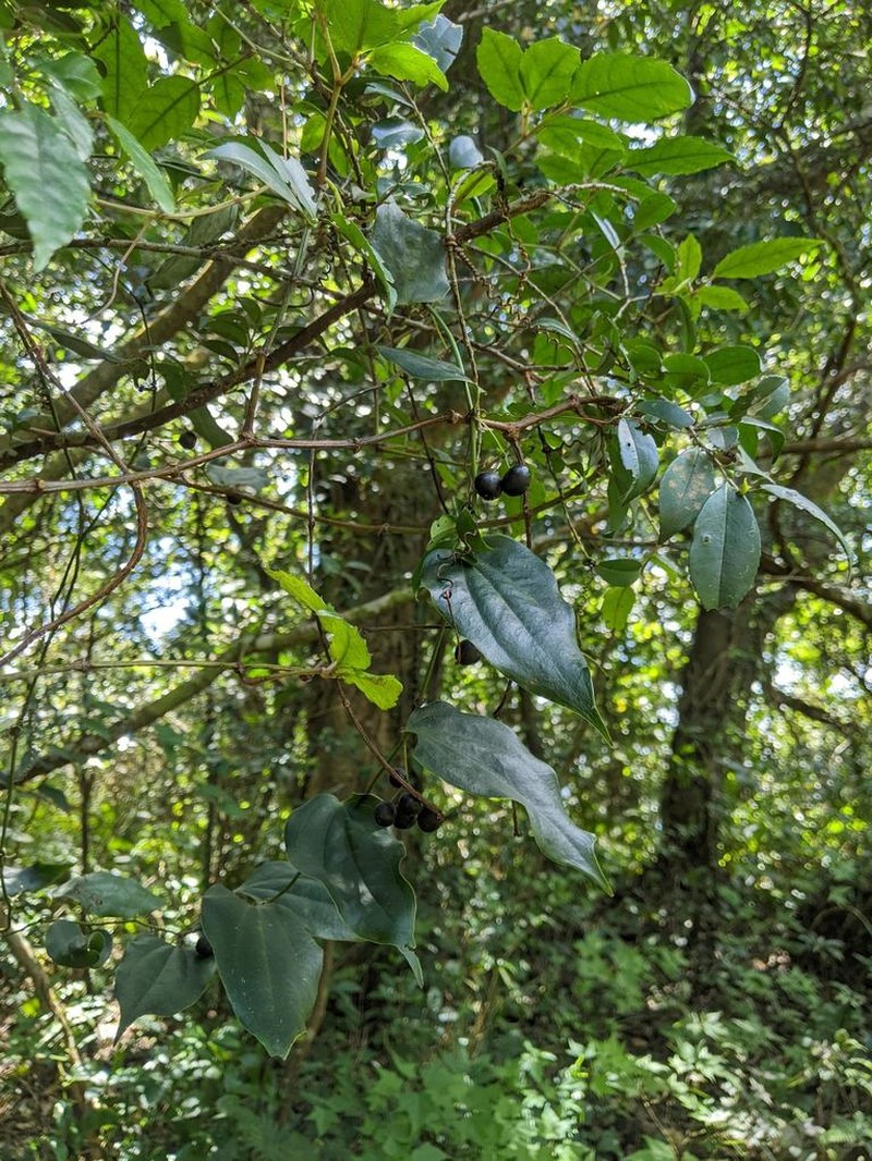 Smilax taipeiensis photo 2