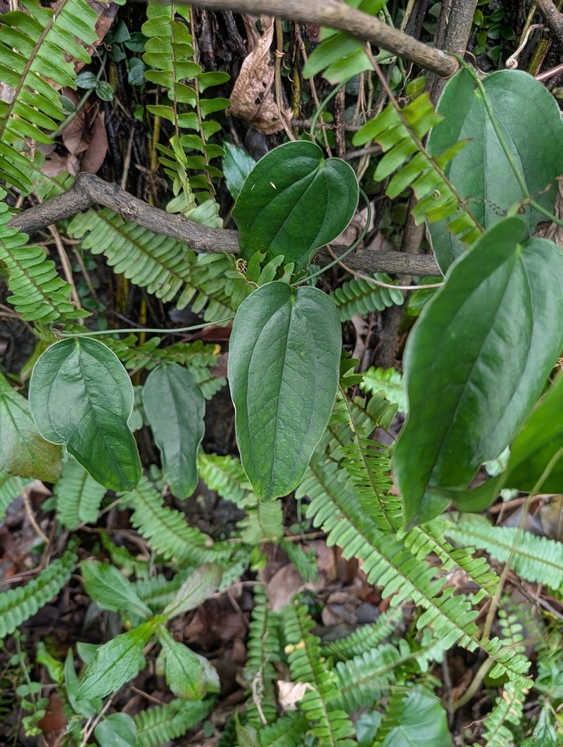 Smilax taipeiensis photo 3