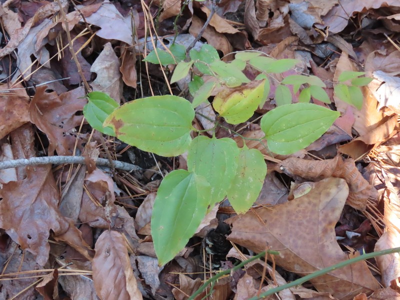 Bristly Greenbrier photo 6