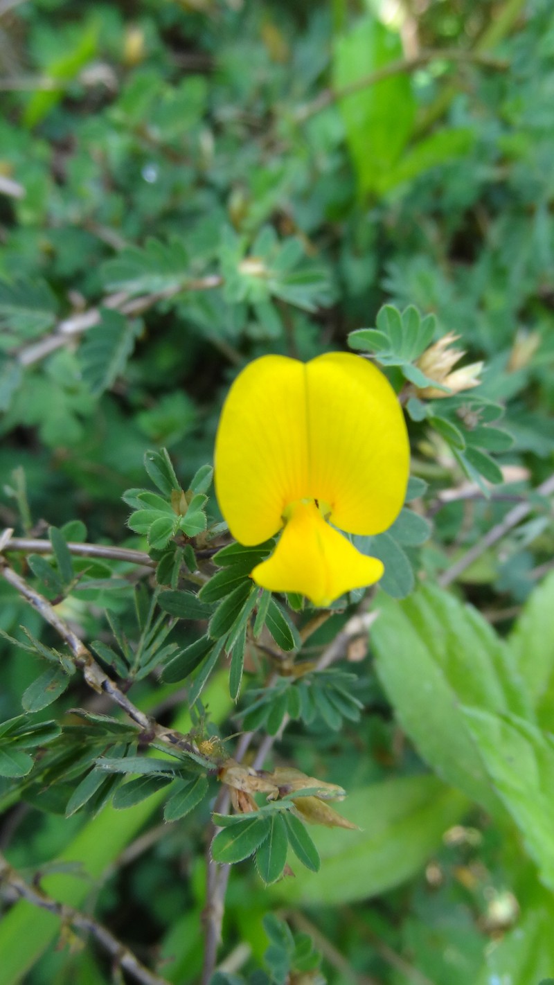 Smithia conferta var. geminiflora