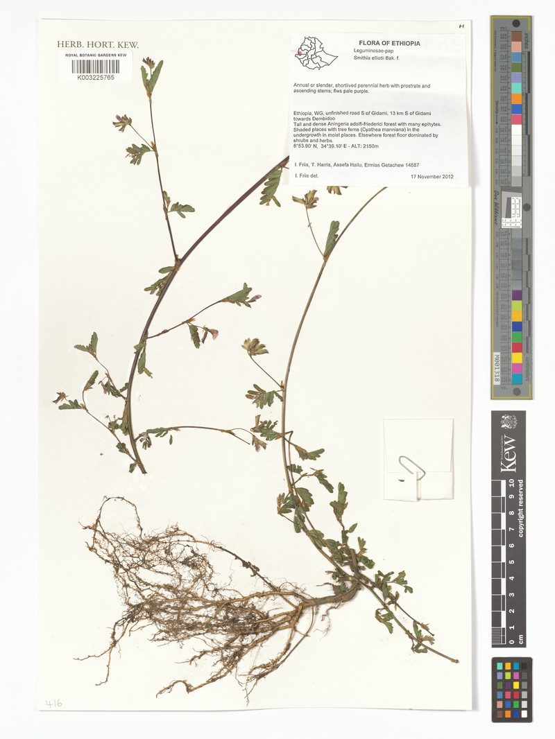 Smithia elliotii var. elliotii