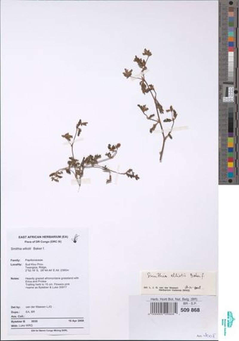 Smithia elliotii var. elliotii photo 2