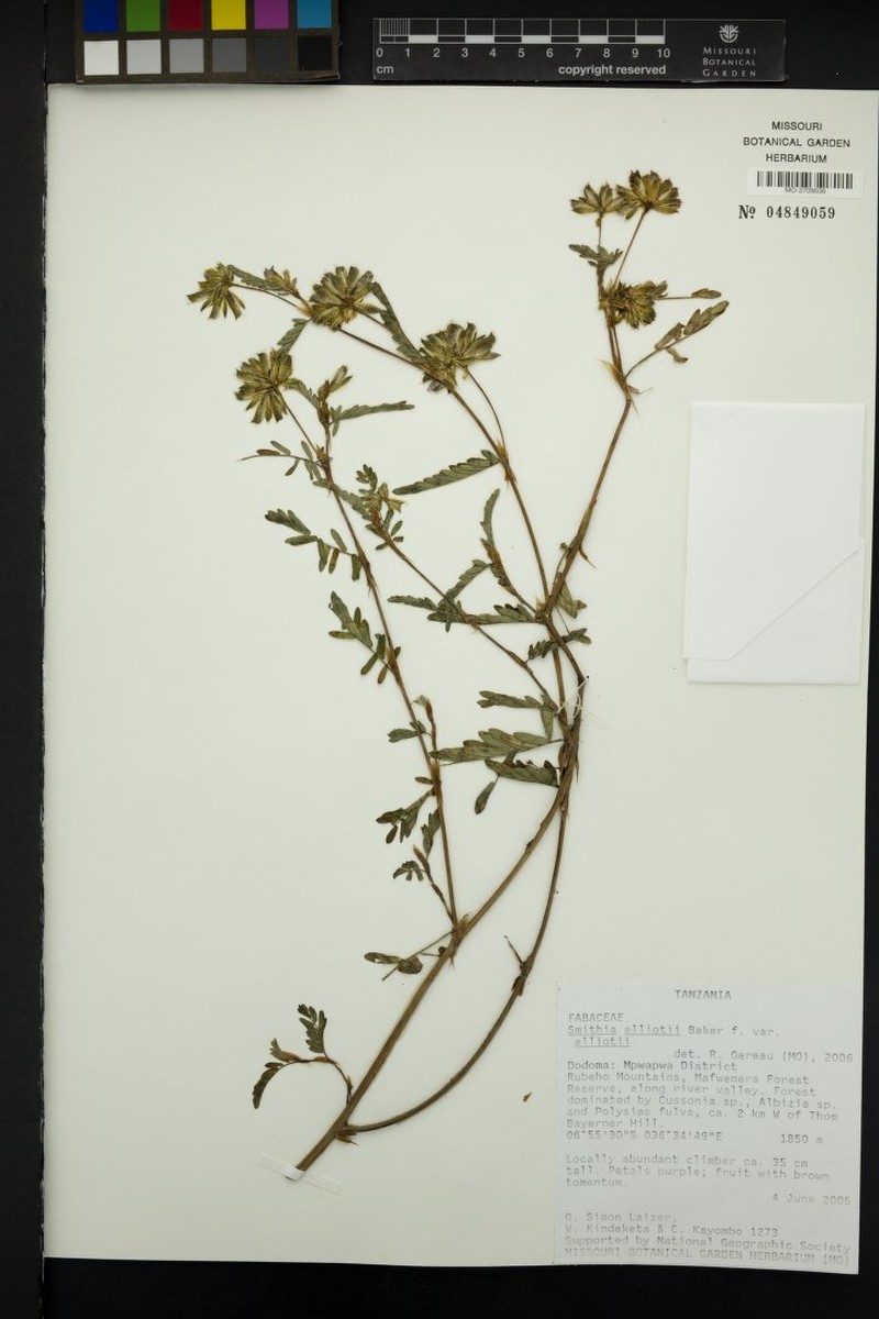 Smithia elliotii var. elliotii photo 4