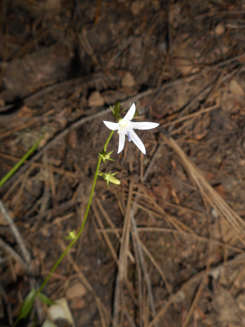 California Harebell