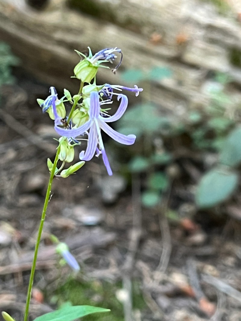 California Harebell photo 2