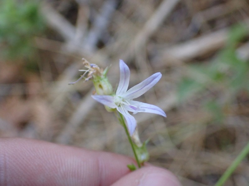 California Harebell photo 3