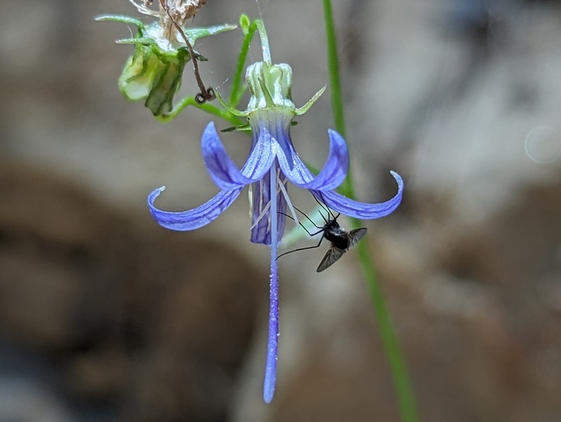 California Harebell photo 4