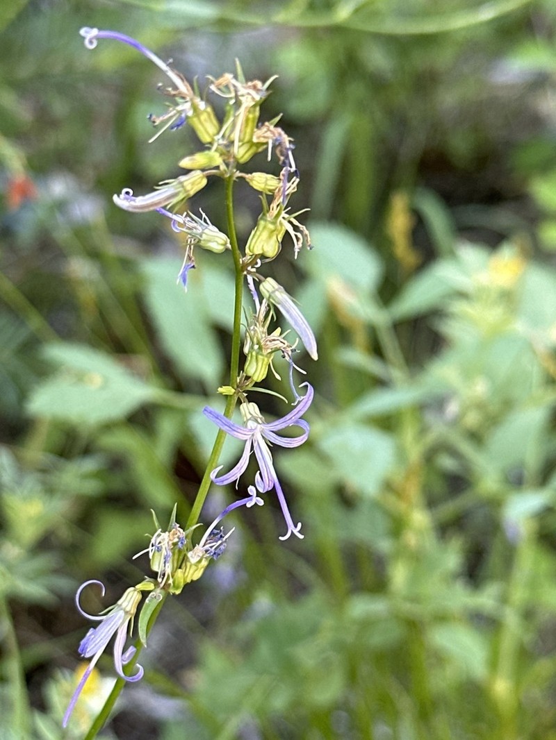 California Harebell photo 5