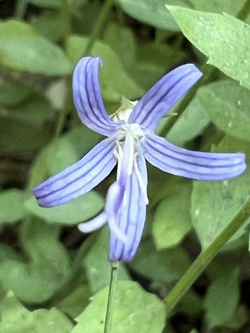 California Harebell photo 6