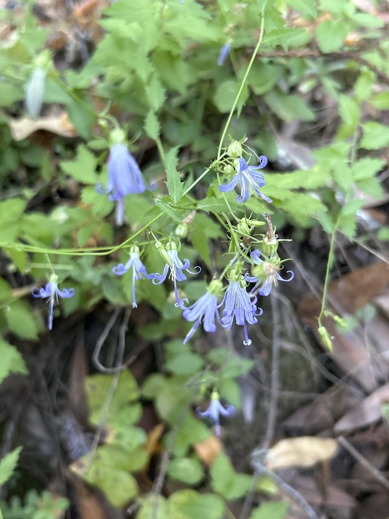 California Harebell photo 7
