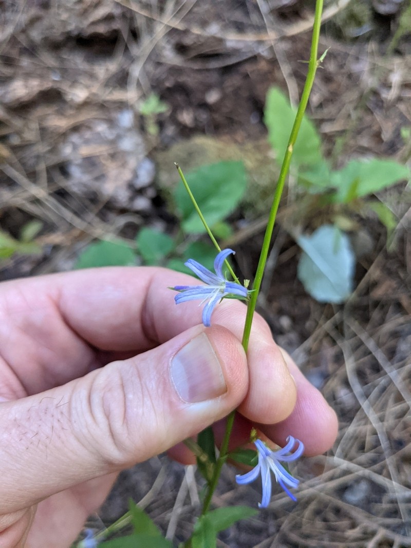 California Harebell photo 8