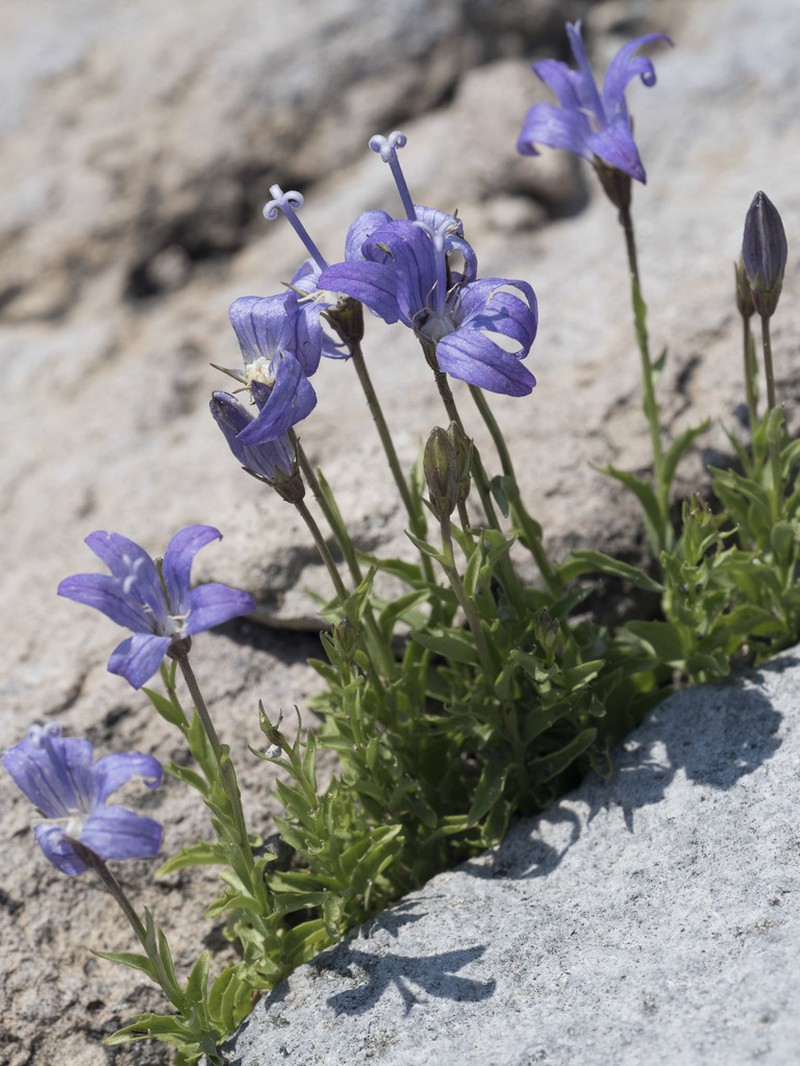 Wilkins' Bellflower