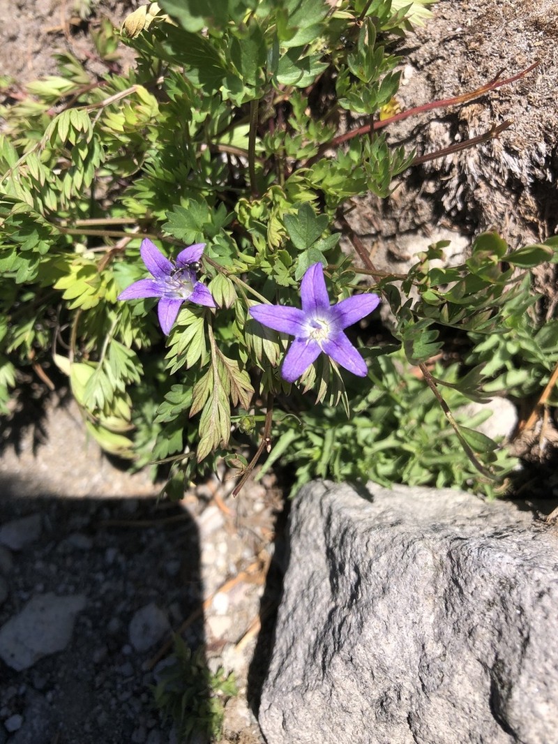 Wilkins' Bellflower photo 2