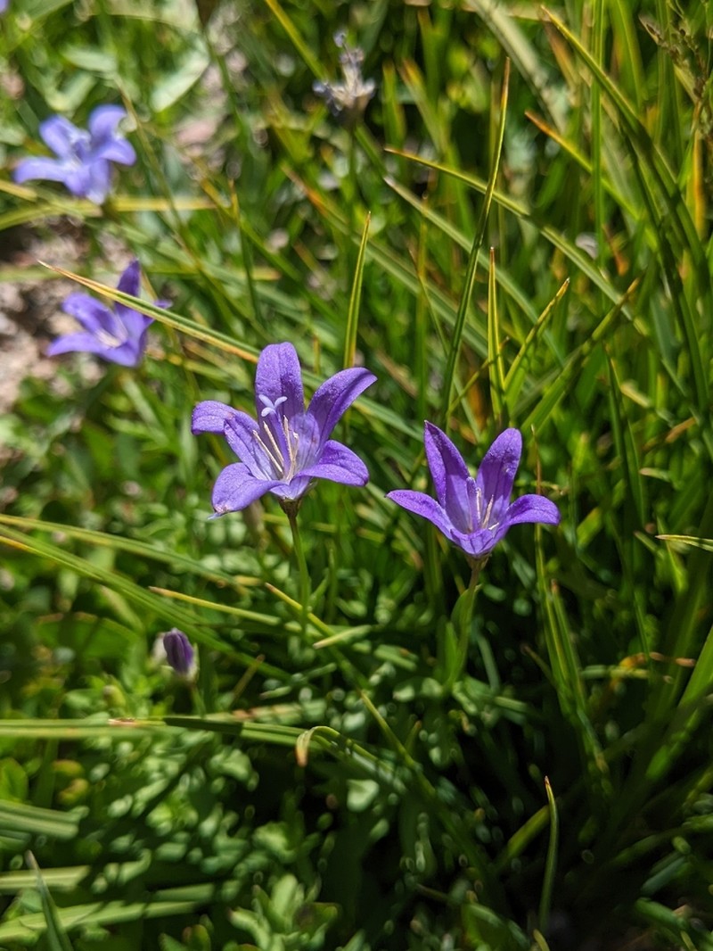 Wilkins' Bellflower photo 3