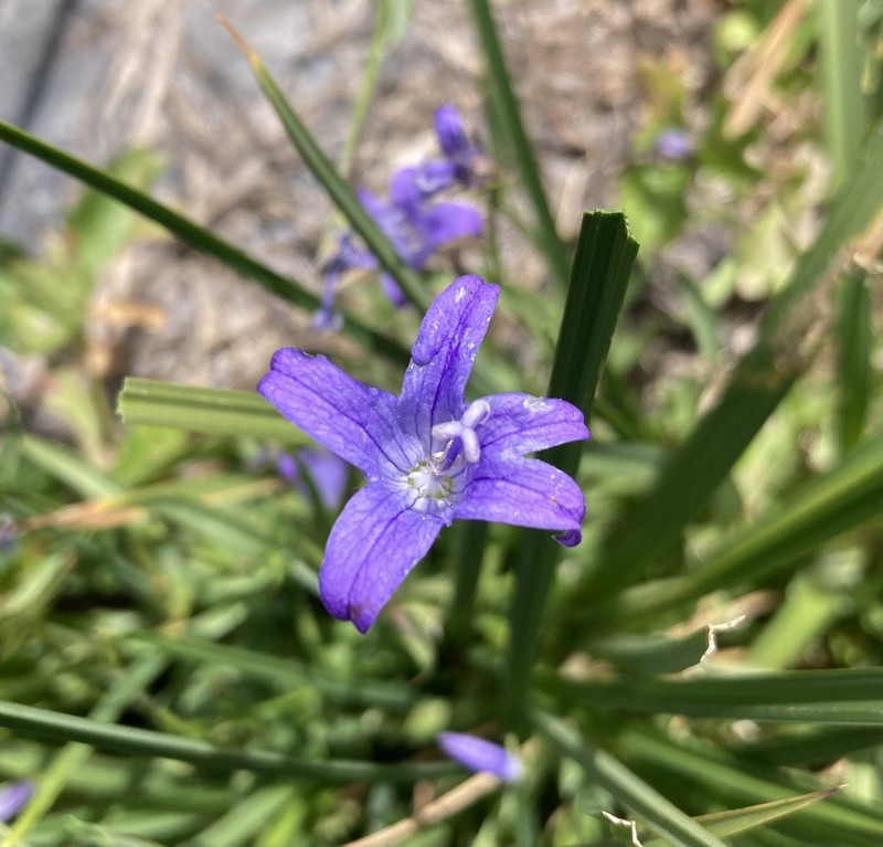 Wilkins' Bellflower photo 4