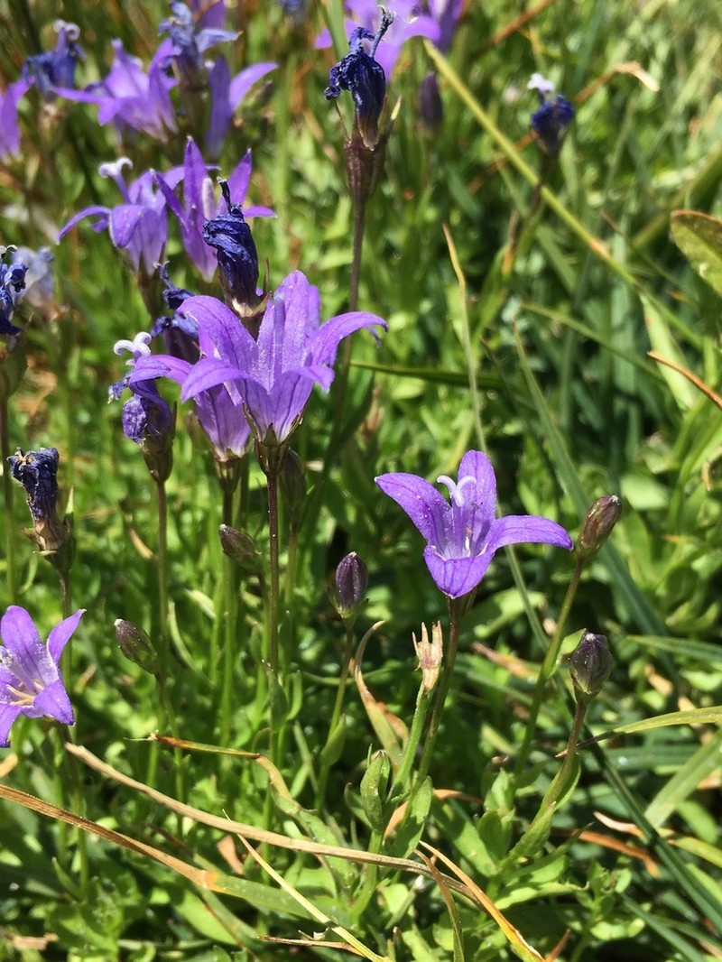 Wilkins' Bellflower photo 5