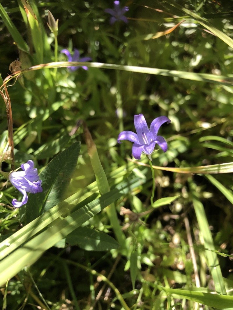 Wilkins' Bellflower photo 6