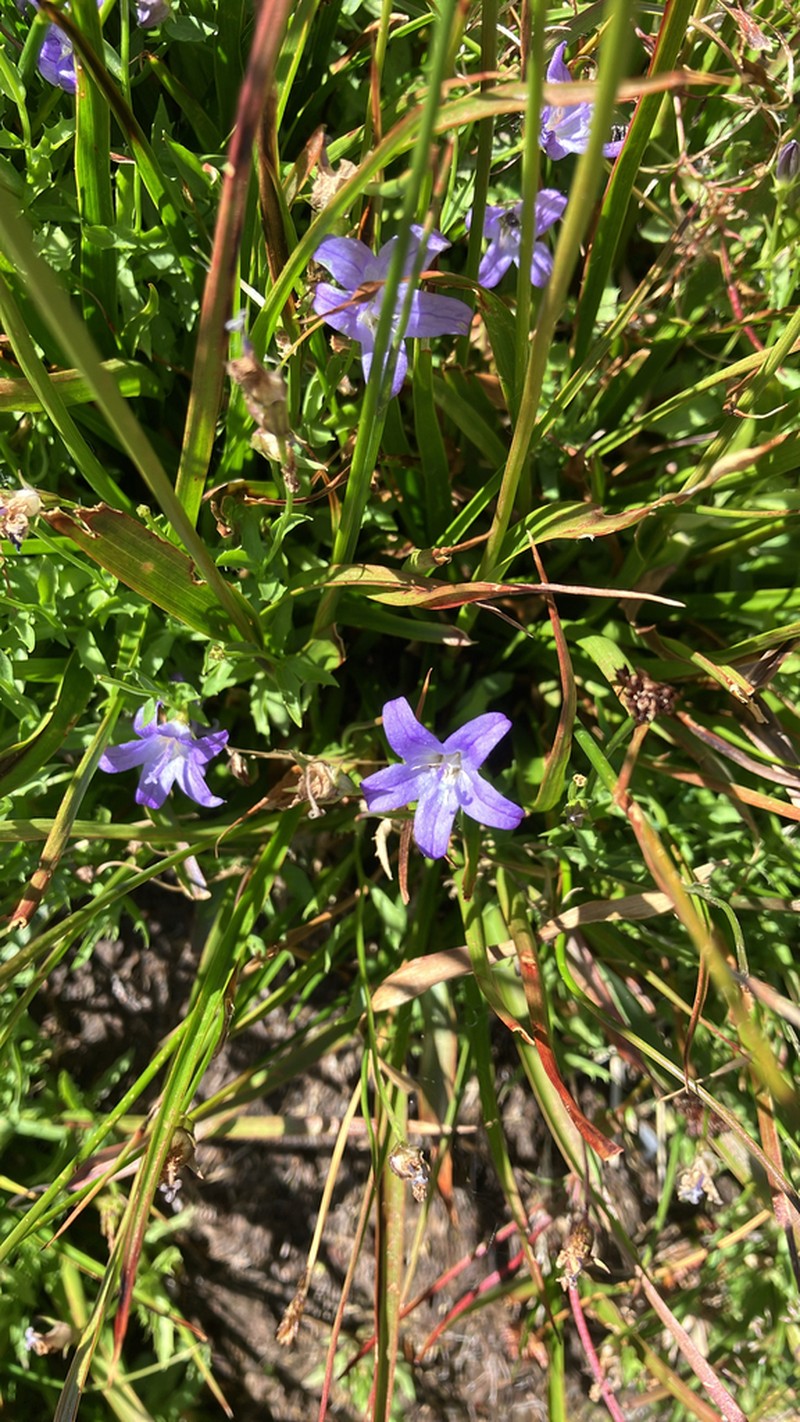 Wilkins' Bellflower photo 7
