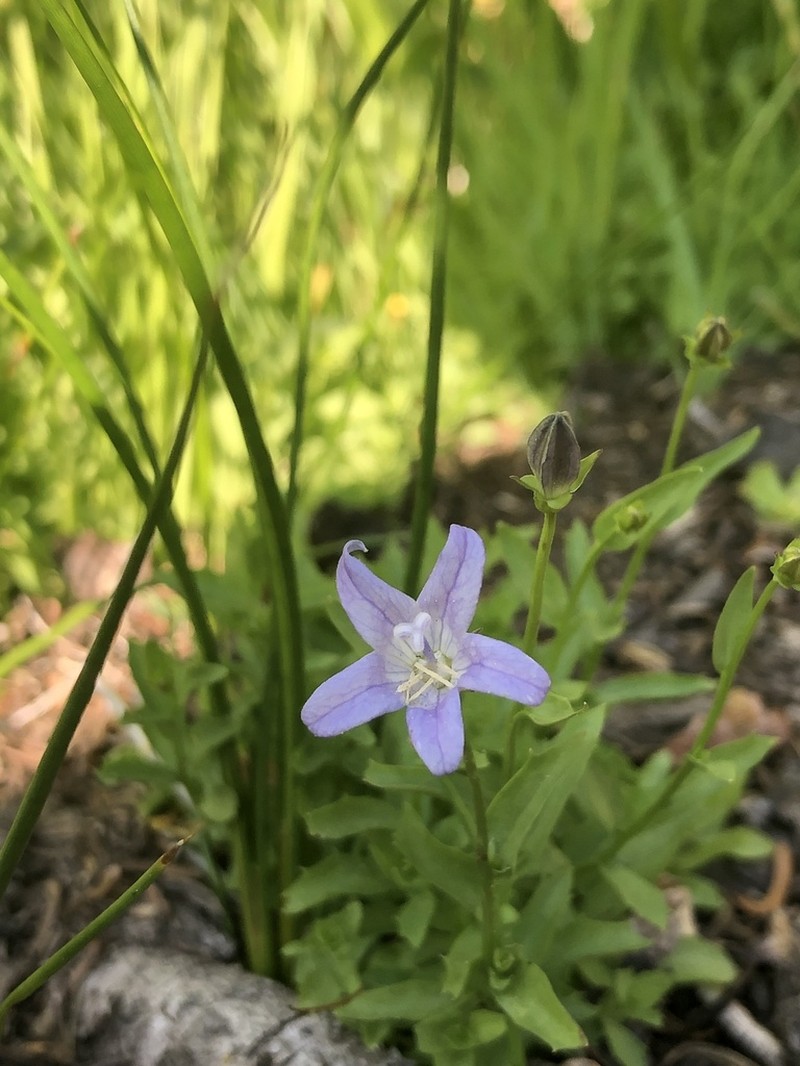 Wilkins' Bellflower photo 8