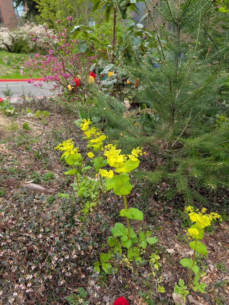 Smyrnium perfoliatum subsp. perfoliatum