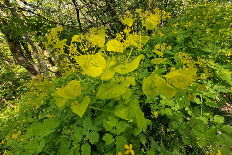 Smyrnium perfoliatum subsp. perfoliatum photo 2