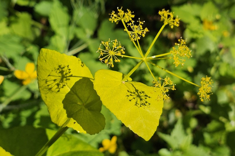 Smyrnium perfoliatum subsp. perfoliatum photo 3