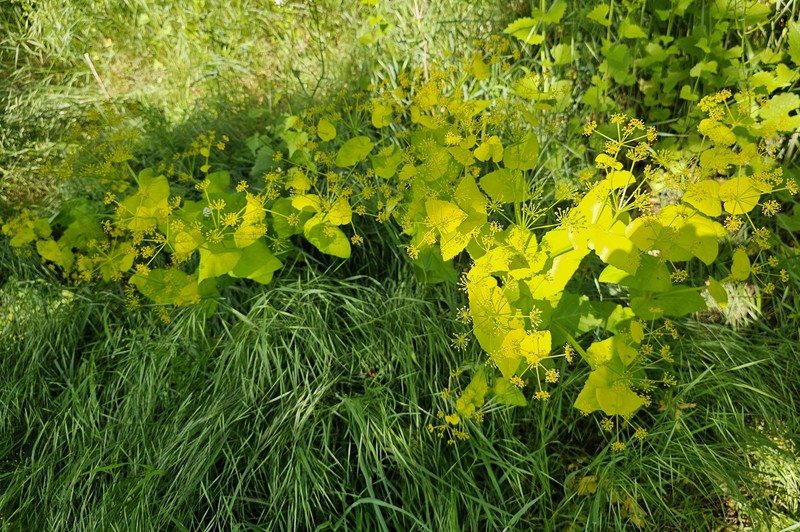 Smyrnium perfoliatum subsp. perfoliatum photo 4