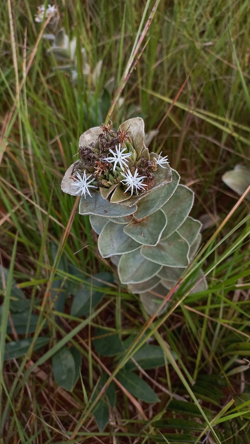 Soaresia velutina