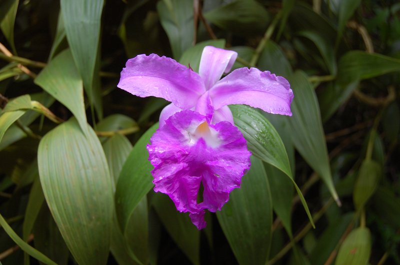 Sobralia macrantha