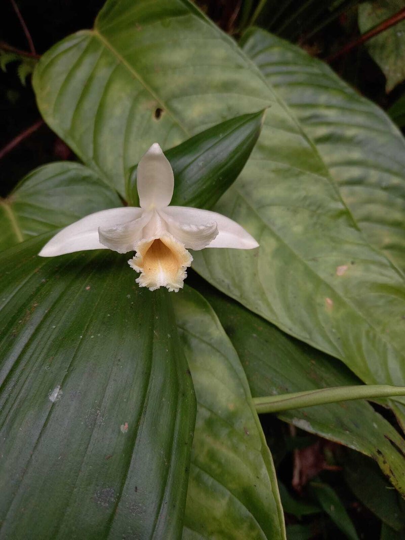 Sobralia rinconiana photo 2