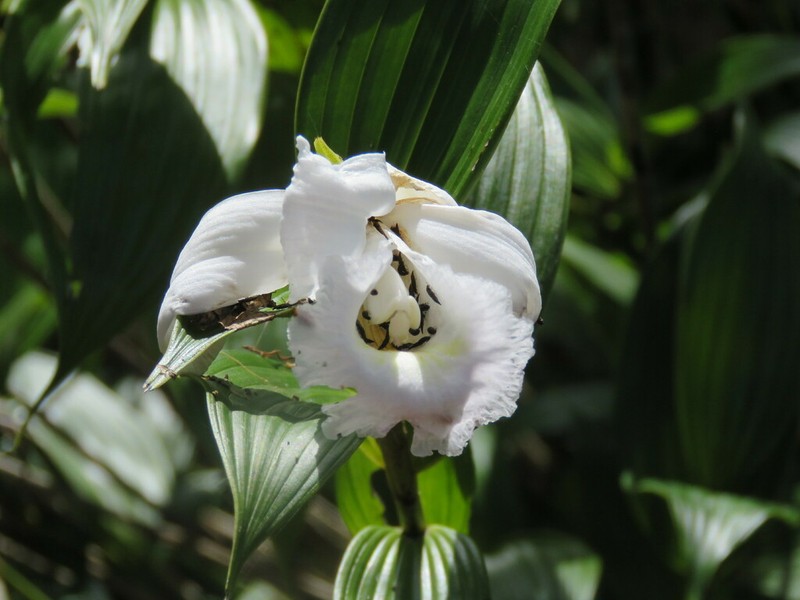 Sobralia yaninae