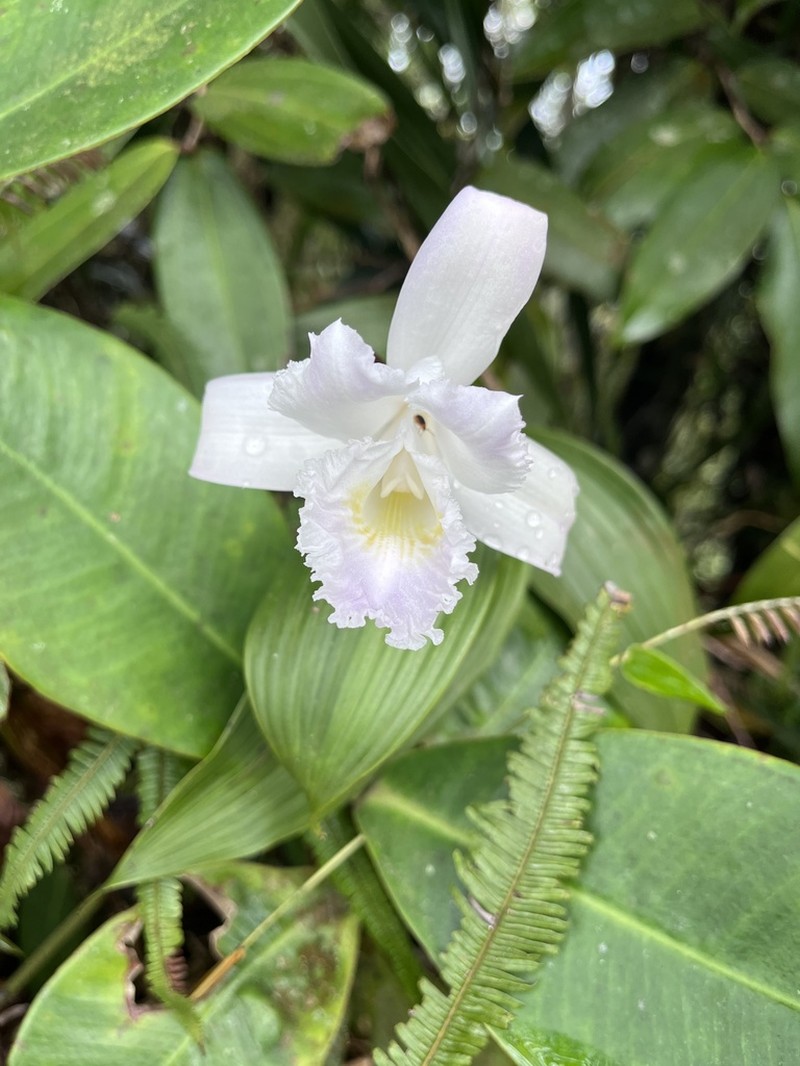 Sobralia yaninae photo 2