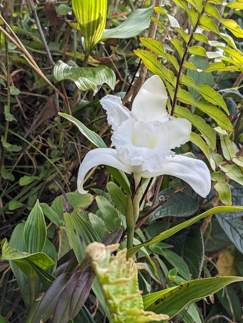 Sobralia yaninae photo 3