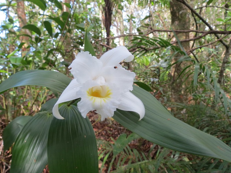 Sobralia yaninae photo 4