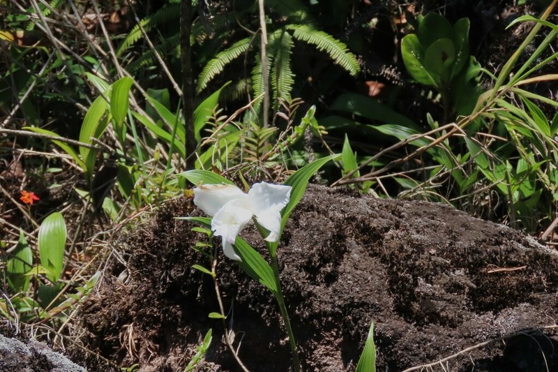 Sobralia yaninae photo 5