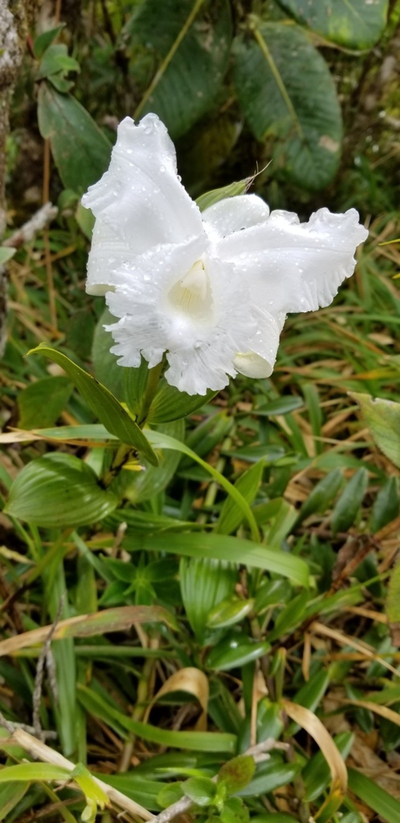 Sobralia yaninae photo 6