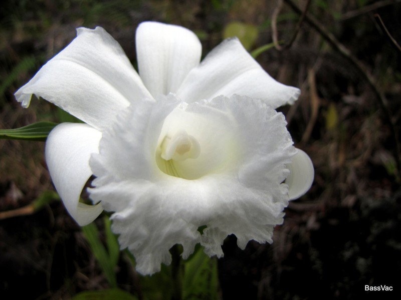 Sobralia yaninae photo 7