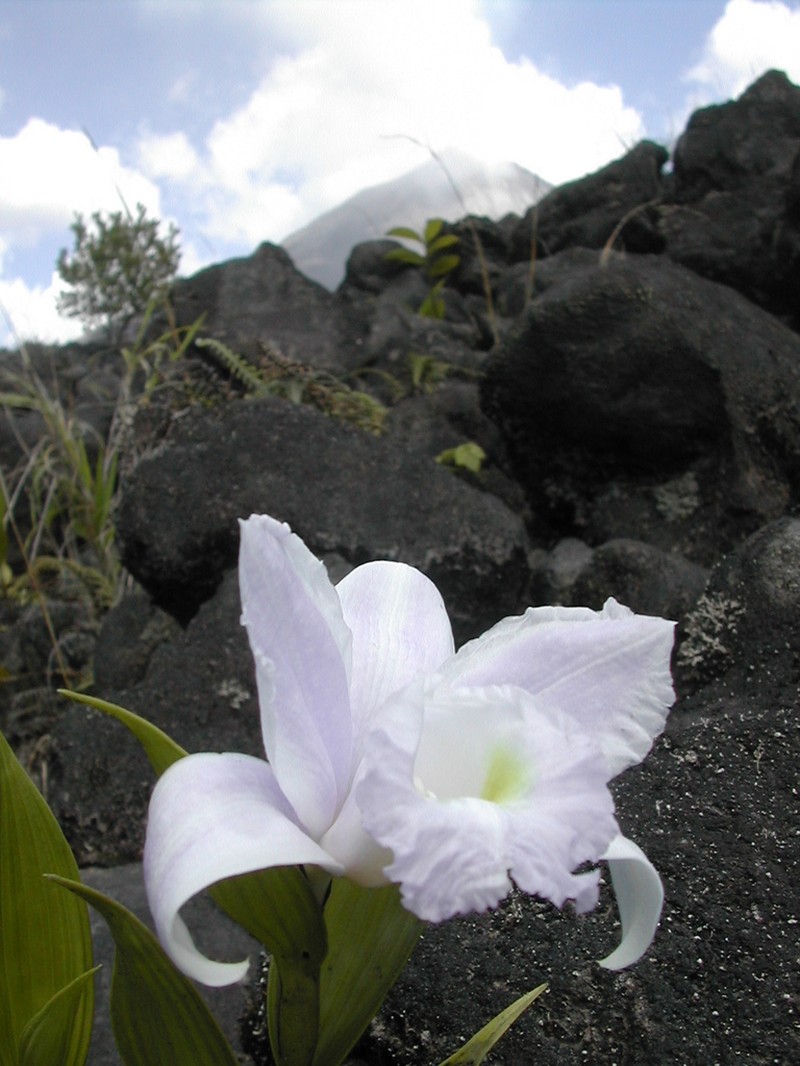 Sobralia yaninae photo 8